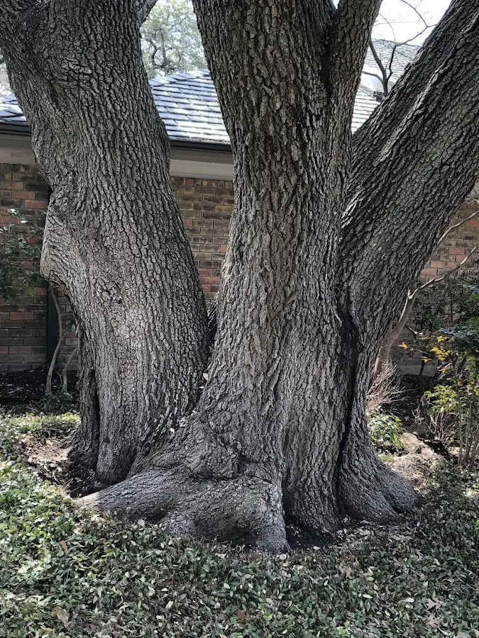 Mature heritage tree close to a Florence property cared for by certified arborists